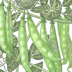Sugar Snap Pea Seeds (Organic)