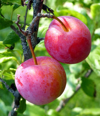 6 Organic Plum Tree Cuttings | Unrooted Prunus domestica or salicina | Sweet Fruit Tree Starts, Grafting Wood, Easy to Propagate