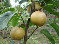 Super Rare Japanese Pear Cutting (Pyrus pyrifolia Nashi) – 1 Fresh Unrooted Cutting for Rooting, Propagation, or Grafting
