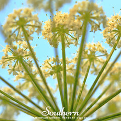 Queen Anne’s Lace – 100 Seeds