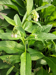 12 Bocking #4 Comfrey Root Cuttings (3") | Non-Spreading Variety | Organic Fertilizer, Medicinal Herb, Permaculture Plant