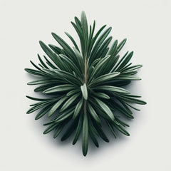 Rosemary (4x)