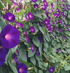 Morning Glory Seeds 30+ Pack, Purple Grandfather Ott, Ipomoea Annual Flower, Garden Planting, Free Shipping