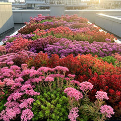 Sedum Seeds Mix - 200+ Rare Stonecrop Varieties | Drought Tolerant Ground Cover | Free Shipping