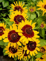 Gloriosa Daisy Seeds 200+ Heirloom Rudbeckia hirta Toto Rustic Coneflower USA