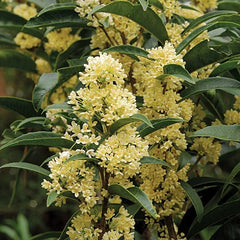 Fudingzhu Fragrant Tea Olive Starter Plant - Well Rooted Osmanthus - Healthy Aromatic Shrub
