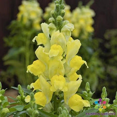 Snapdragon Seeds - 1000+ Candy Tops Yellow - Antirrhinum majus - Garden Planting Seeds - USA