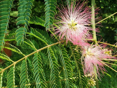 Pink Mimosa Tree Cuttings 6-8" | Albizia julibrissin | Attracts Honey Bees, Butterflies & Hummingbirds