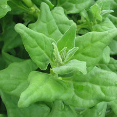 New Zealand Spinach Seeds - 100 Non-GMO Seeds for Gardening - Tetragonia tetragonioides - Free Shipping