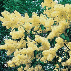 Primrose Lilac Starter Plant 4-8” Tall Syringa Vulgaris Well Rooted Perennial Flowering Shrub