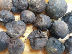 Black Walnut Seeds 17 Count, Organic, Anti-Parasitic, Juglans Nigra