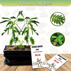 Zombie Bonsai Seed Packets (2 Pack) | Sensory Touch-Reacting Bonsai Plants | Unique Indoor Gardening | (Zelkova serrata)