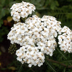 White Yarrow Seeds | 500-10,000 Seeds | Non-GMO | Achillea millefolium