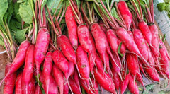 Salad Rose Radish Seeds - 500+ Pack for Garden Planting - Raphanus sativus - USA Grown, Non-GMO