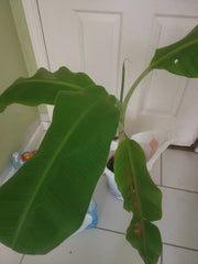 Plantain Plant 40-Inch Platano Macho Large Tree - Trimmable Leaves, Ideal for Gardens (Musa paradisiaca)