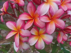 Plumeria Cuttings 8-10" Single Tip - Colorful Frangipani Variety - Plumeria spp.