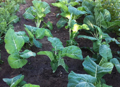 Kale Seeds 100 Count Packet - Premier Early Variety, Tender, Overwinter - Brassica oleracea