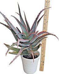 Rooted Aloe Plant 18 in Tall, Blue Sky Hybrid, Striking Orange Teeth, Rare Variety, Unique Succulent