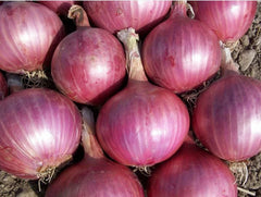 Red Burgundy Onion Seeds - 200+ Heirloom Non-GMO Vegetable Garden Seeds - Allium cepa