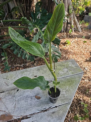 Philodendron Subhastatum Plant 20" Height in 3" Pot, Tropical Indoor Houseplant, Green Foliage