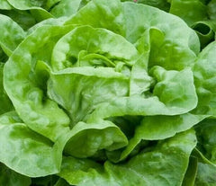 Lettuce Seeds 1000+ White Boston Butterhead Lettuce Garden Seeds - Lactuca sativa - Heirloom Variety