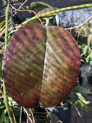 HOYA AH Gold Plant - Rooted AH Hybrid with Vibrant Gold & Red Leaves - Hoya carnosa 'AH Gold'