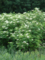 Elderberry Plant Bare Root 16"+ Edible Sambucus Black Common Live Plant
