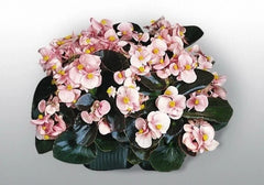 Begonia Seeds Set of 100 - Cocktail Brandy Variety - Begonia x tuberhybrida