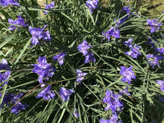 Spiderwort Rhizome Bulbs - 20 Perennial Purple Flower Plants - Tradescantia pallida, Widow's Tear