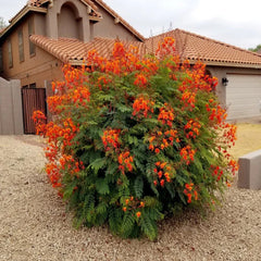 Mexican Red Bird of Paradise Seeds - Dwarf Poinciana Flower Shrub (C. pulcherrima) - Tropical Garden Plant Seeds