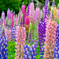 Dwarf Lupine Seeds - 100+ Count - Pixie Delight Mix - Lupinus hartwegii - Annual Flower Seeds