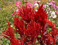 Celosia Seeds - 500 Non-GMO Scarlet Plume Heirloom Red Cut Flowers - Plumed Cockscomb (Celosia cristata)