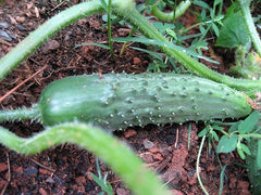 Cucumber Seeds for Pickling - 25 Seeds - Cucumis sativus - Ideal for Homemade Pickles and Fresh Salads
