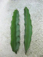 Aussie Gold Dragon Fruit Cuttings - 8" to 12" Fresh Isis Gold - Hylocereus undatus