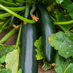 Black Beauty Zucchini Seeds | Bush Dark Green Courgette | Summer Squash | Cucurbita pepo