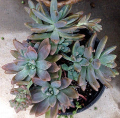 Pachyveria Blue Pearl Cutting - 2" Diameter - Succulent Plant Cutting - Live Plant