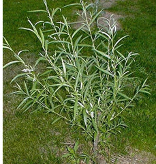 Jumbo Hybrid Willow Cuttings - 6 Pack, 5/8 to 1 Inches Thick, Fast-Growing (Salix × sepulcralis)