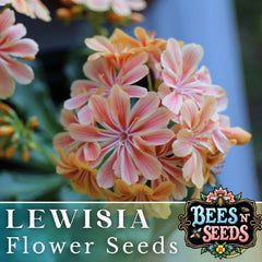 Sunset Lewisia Seeds - 35 or 100 Non-GMO Flower Seeds - Lewisia cotyledon - Colorful Garden Blooms