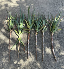 Torch Aloe Cuttings Lot of 6 | Candelabra Aloe | Aloe arborescens | Easy to Grow Succulents