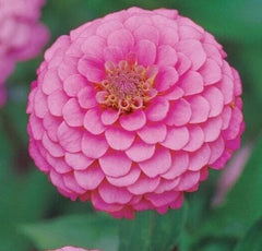 Zinnia Seeds - 200+ Pink Luminosa Annual Flower Seeds for Garden - Attracts Butterflies & Bees - Zinnia elegans