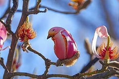Yulan Magnolia Tree Seeds - 5 Count - Pink Flowering Buds - Magnolia denudata