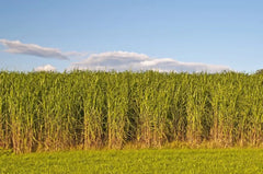 Switchgrass Seeds for Planting - Fast Growing Hardy Prairie Grass, Panicum virgatum - Ideal for Bio Fuel and Erosion Control