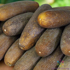 Brown Russian Cucumber Seeds - 25+ Pack for Garden Planting - Cucumis sativus - USA Grown, Free Shipping