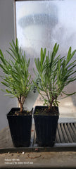 Lavender Grosso Live Plants - 2 Well Rooted Aromatic Herb Plants in 3" Pots - Spa Plants - Lavandula angustifolia