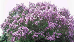 Bare Root Lilac Bush 20" Purple Syringa vulgaris with Planting Instructions