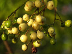 Chinaberry Tree Seeds, 20 Pack, Melia Azedarach, Pride Variety for Planting