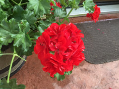 Geranium Cuttings 6 Mountie Red Pelargonium, Vibrant Red Foliage, Ideal for Gardens and Containers