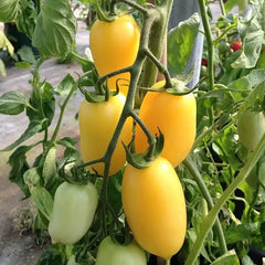 Cream Sausage Tomato Seeds - 120+ Heirloom Organic Non-GMO - Rare Variety