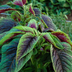 Red Leaf Amaranth Seeds - Amaranthus Tricolor - Spinach Greens for 2025 Planting