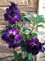 Purple Desert Rose Seeds - 4 Pack Adenium Perennial Flower Seeds - US Seller